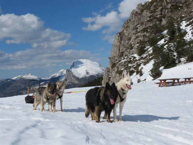 Volontaires, les Altdeutsche Schäferhunde vous emmeneront aux sommets !