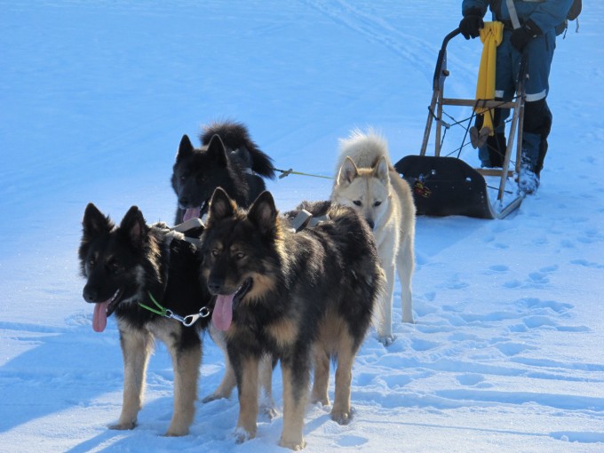 La précision des chiens de berger en tête et l'endurance des nordiques