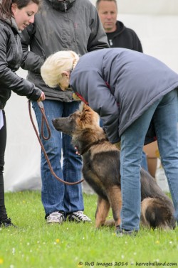 Sherkan des Gardiens des Fagnes