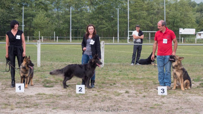 Classe Jeune - Femelles