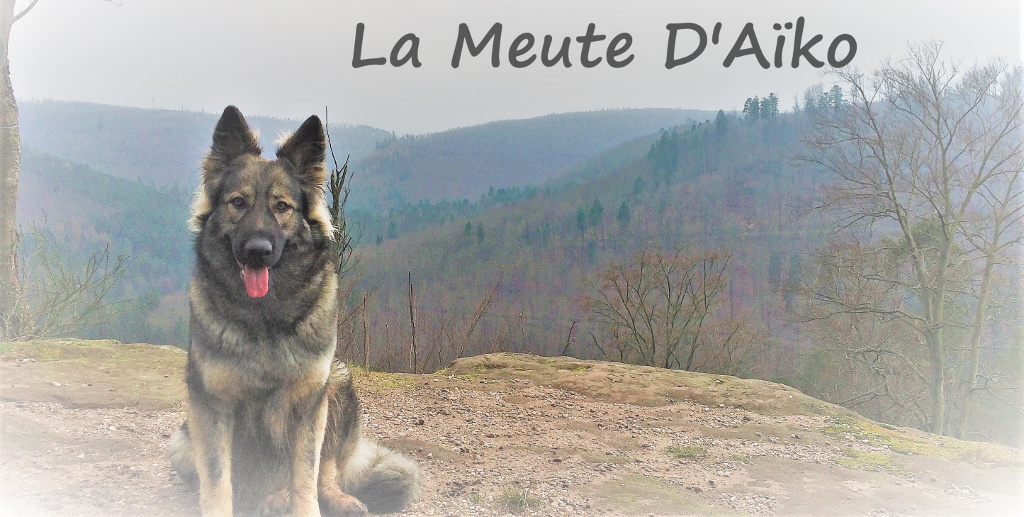 La Meute d'Aïko