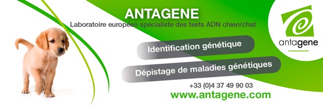 antagene