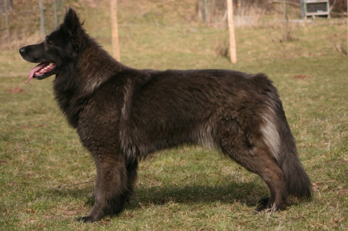 argente-charbonne-de-bleu-adulte