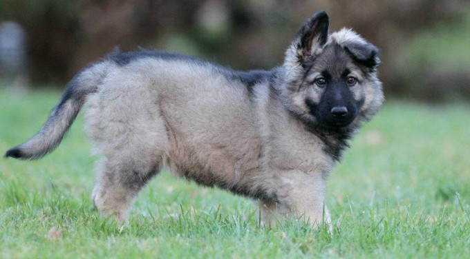 argenté charbonné chiot