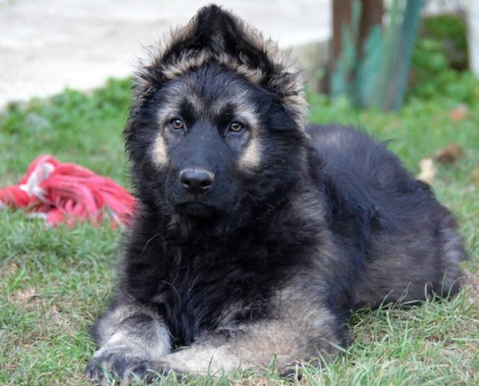 argenté très charbonné chiot