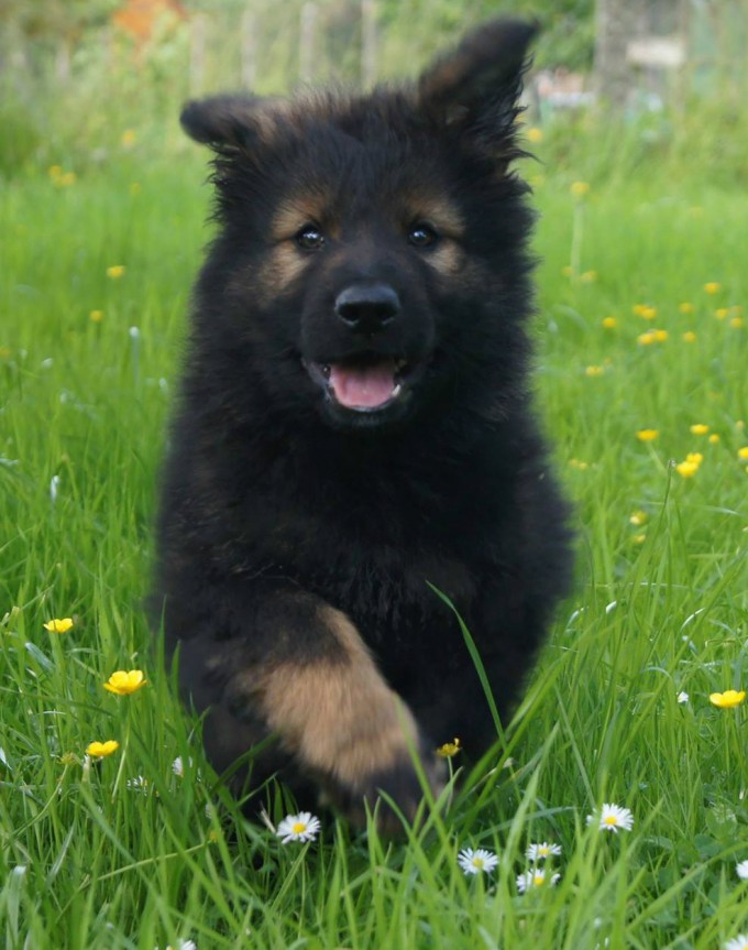 fauve très charbonné chiot