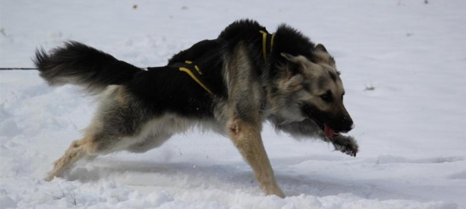 Un Altdeutscher Schäferhund en pleine traction