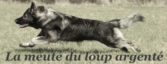 La meute du loup argenté