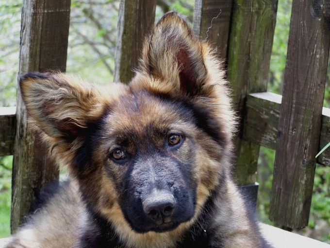 Chiot Altdeutscher Schäferhund