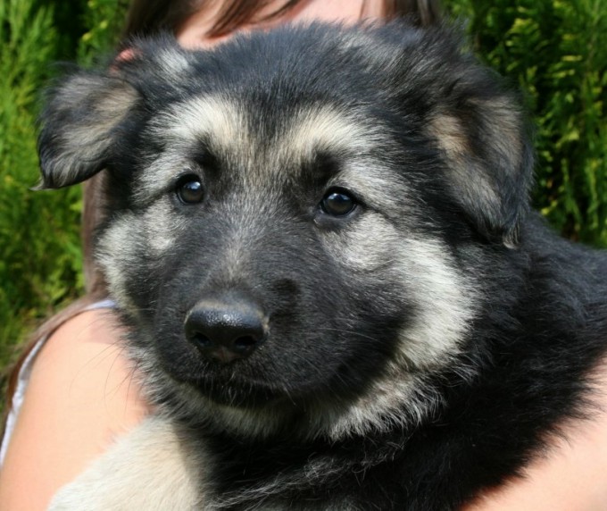 noir et argenté chiot