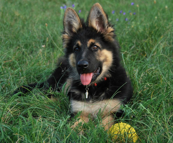 noir et feu chiot