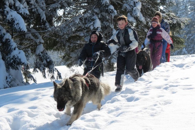 L'Altdeutscher Schäferhund un coéquipier de tous les instants