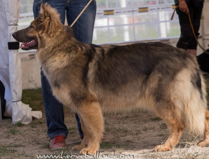 sable-charbonne-de-bleu-adulte