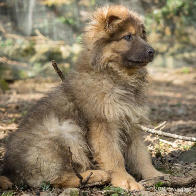 sable charbonné de bleu chiot