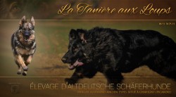 La Tanière aux Loups