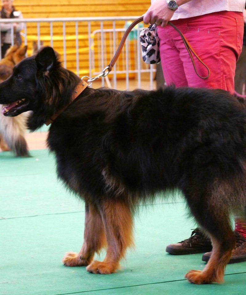 Naja 7
