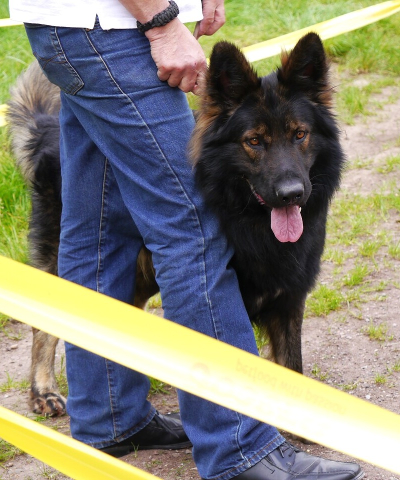 Rosco 1