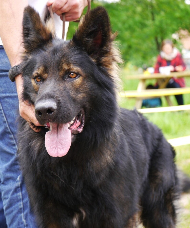 Rosco 2