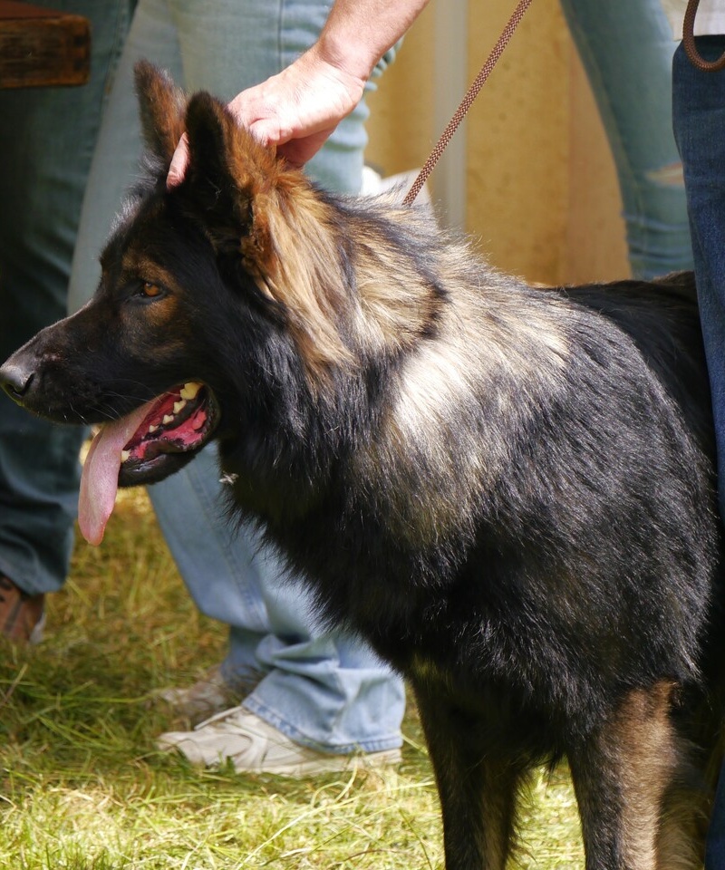Rosco 3