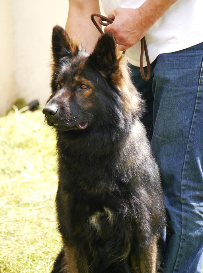 Rosco 4