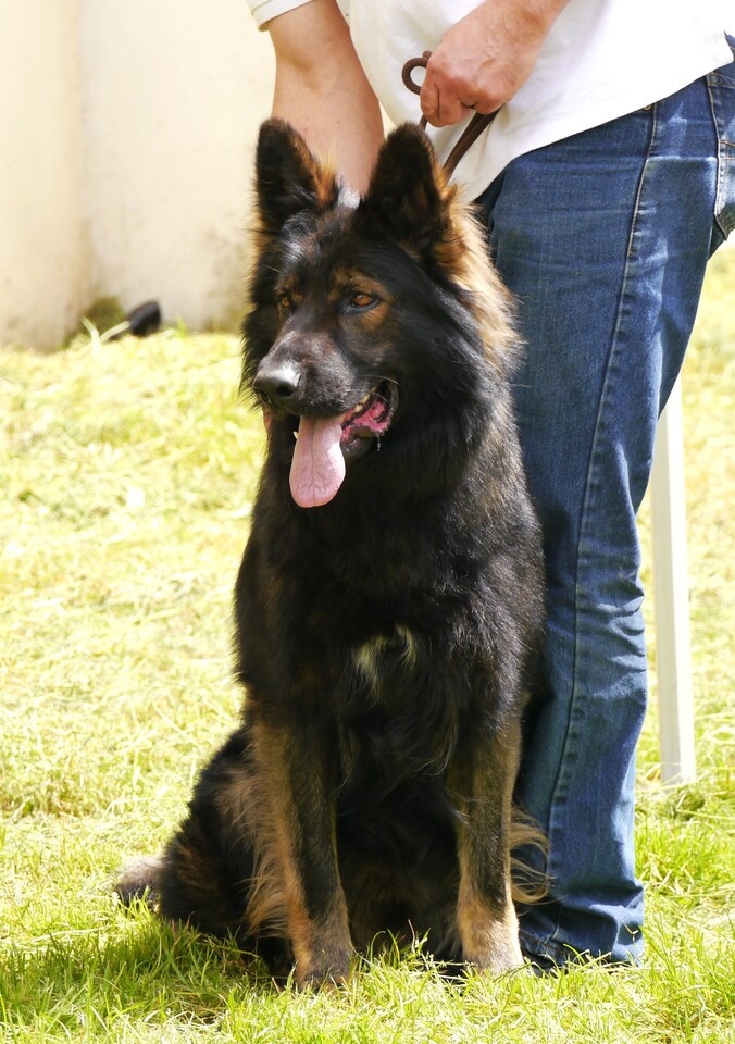 Rosco 5