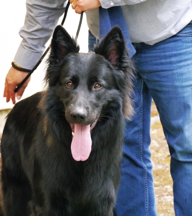 Sirius 4