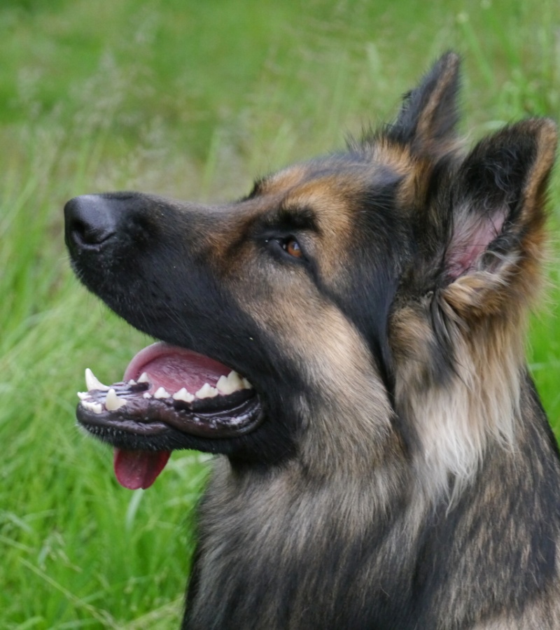 Snorri 1