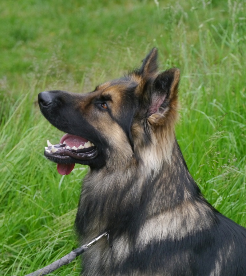 Snorri 3