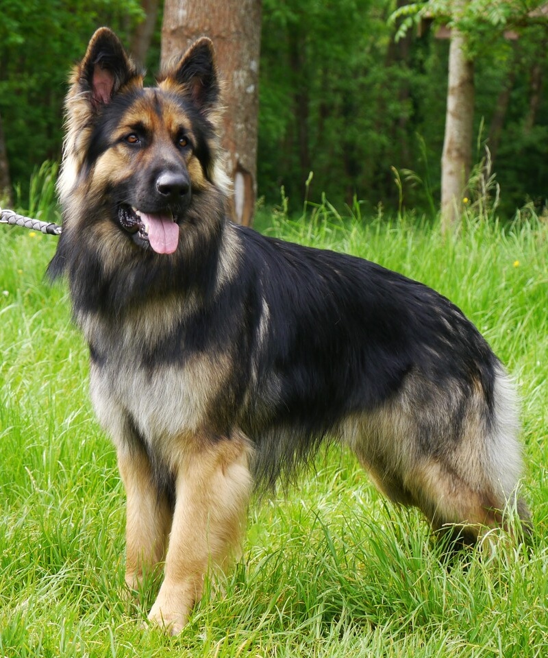 Snorri 4