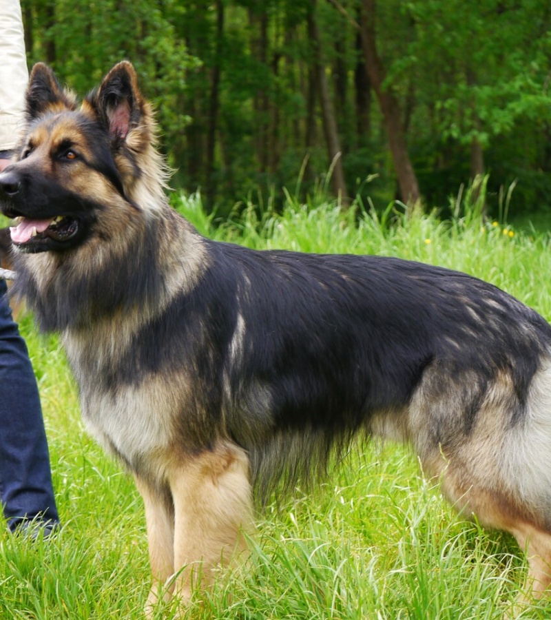 Snorri 6