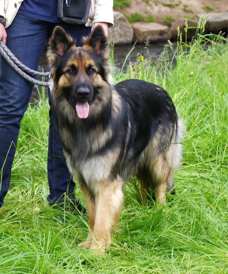 Snorri 7