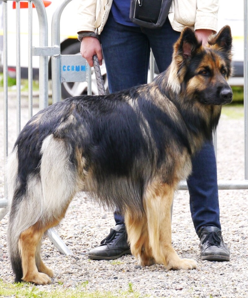 Snorri 9