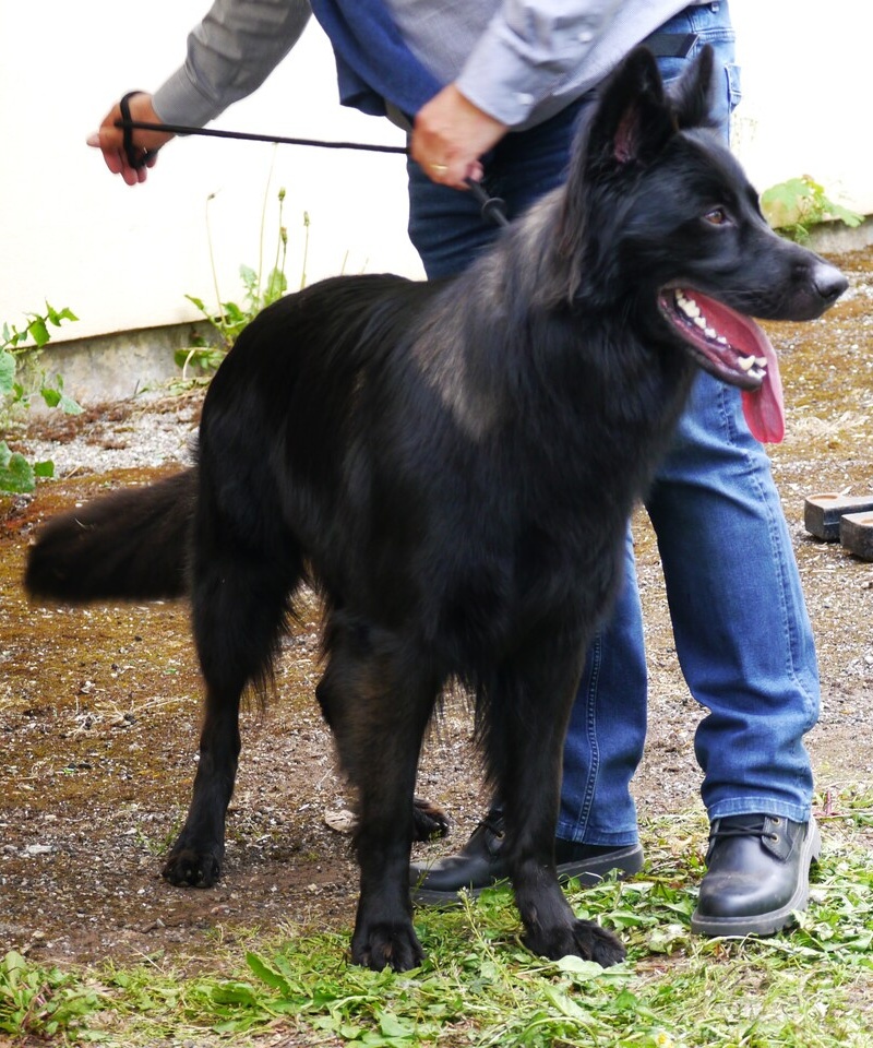 sirius 5