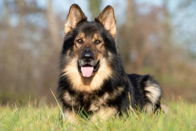 Altdeutscher Schäferhund noir et feu