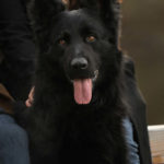 511c5d3c-0b6a-4508-9977-c8e03b018391