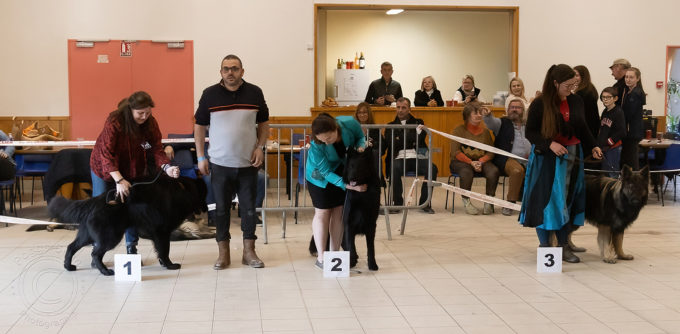 Classe Intermédiaire Mâles