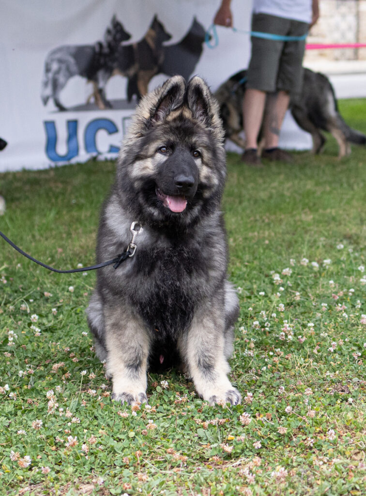 8U8A6233 copie