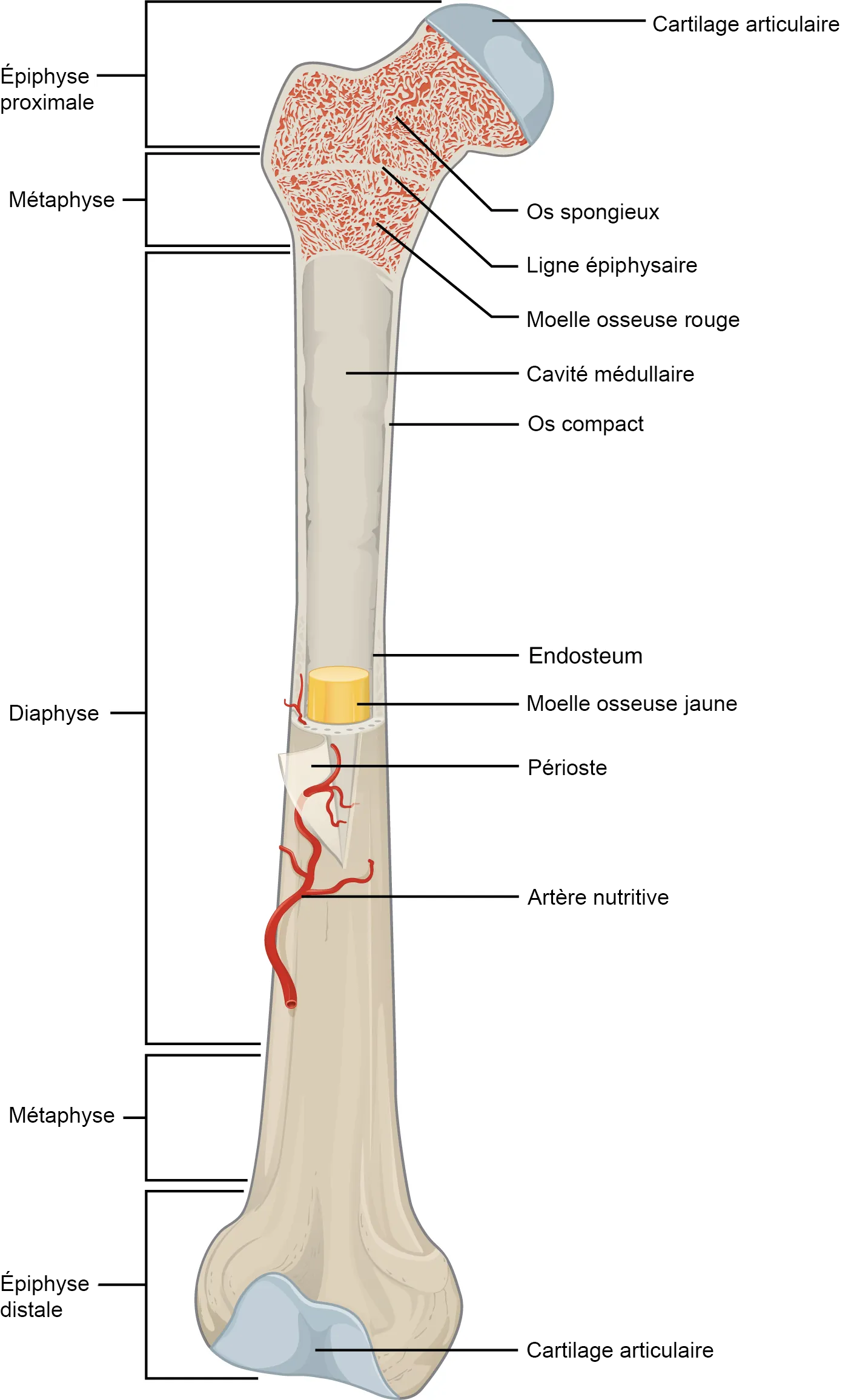 Anatomie d'un os long