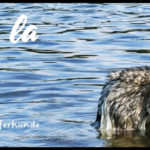 Bannière Les Loups de la Banège