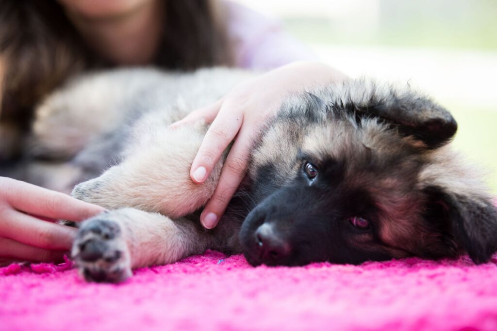 Altdeutscher Schäferhund