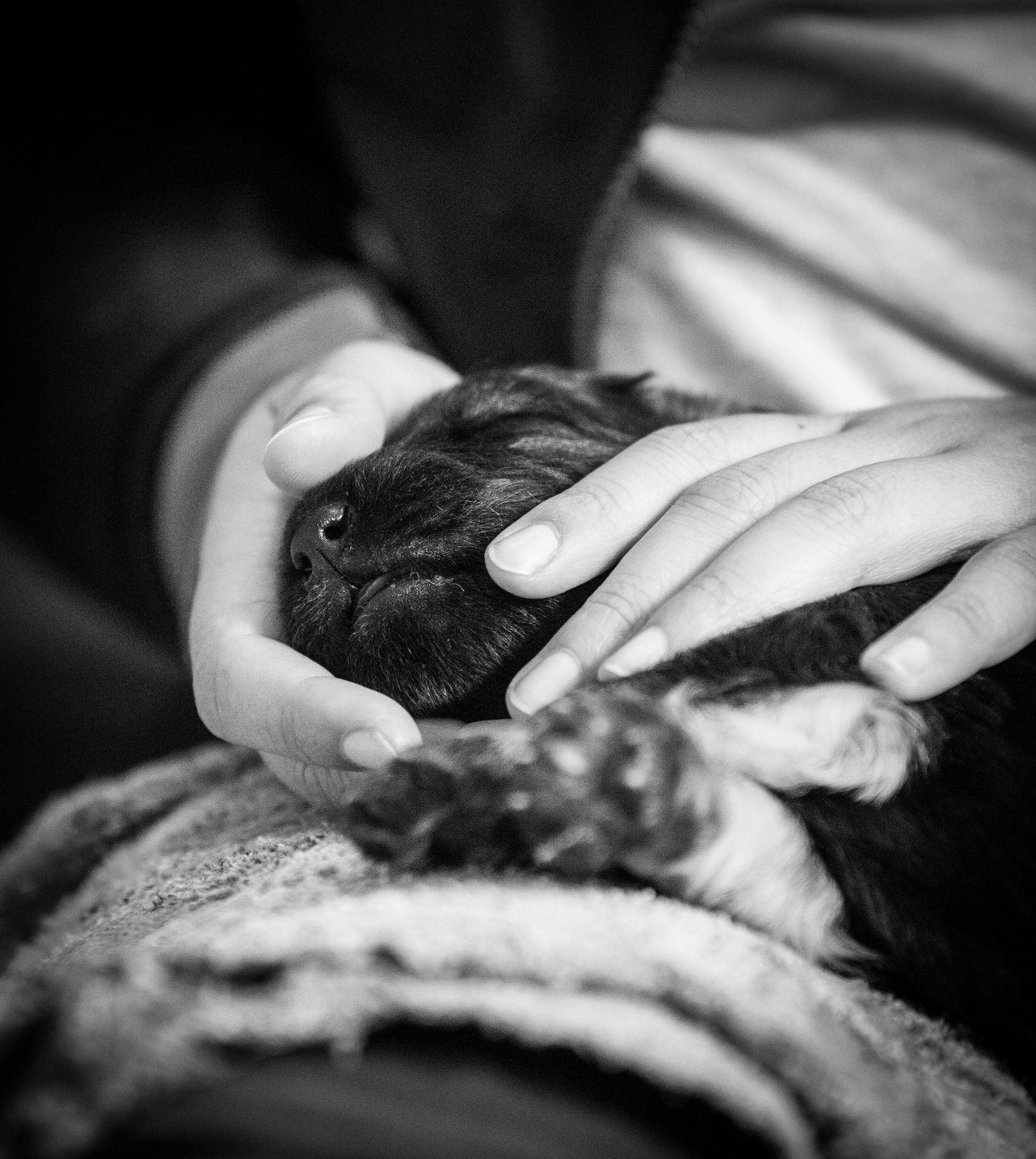 Chiot Altdeutscher Schäferhund