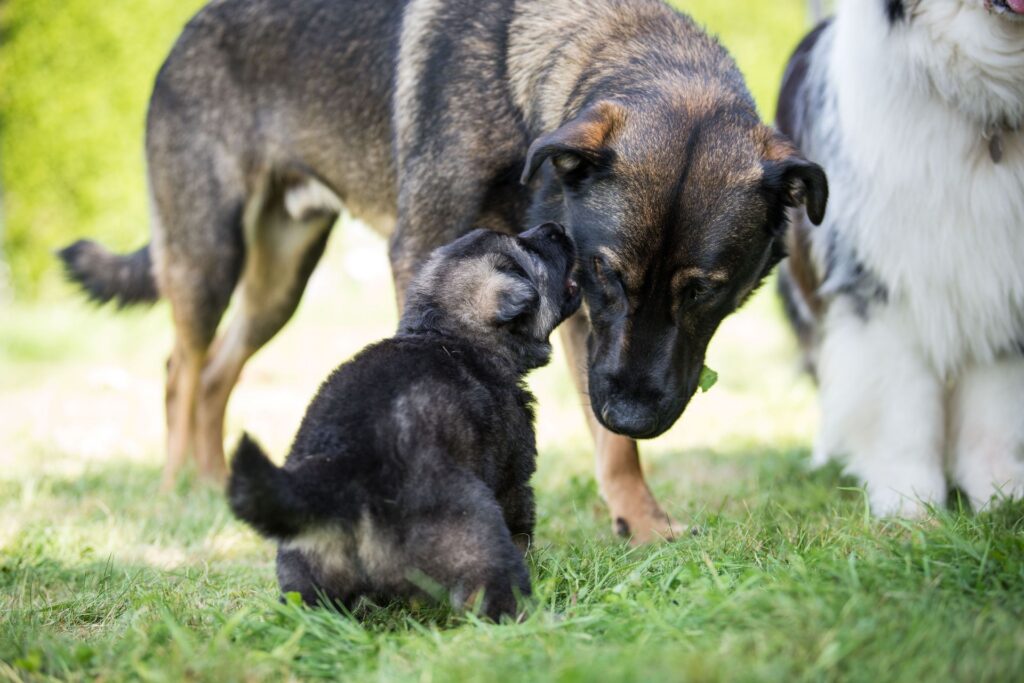 Éveil précoce du chiot
