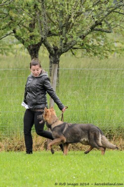 Classe Puppy : Meilleur mâle