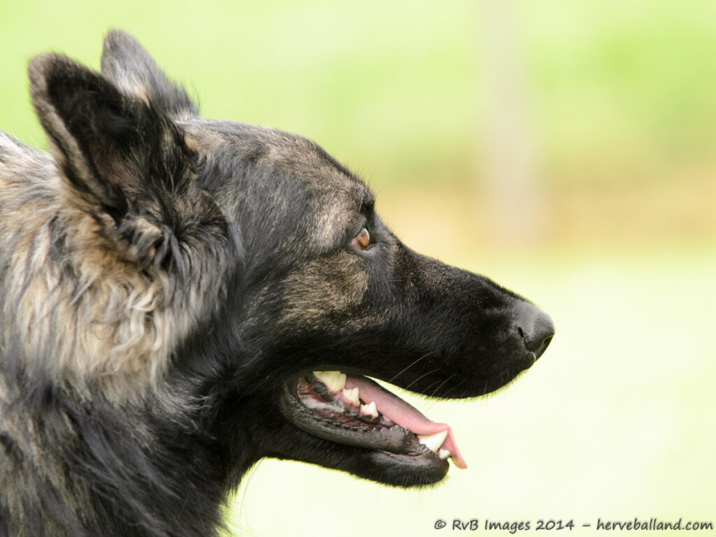 NE Boersch 2014-107