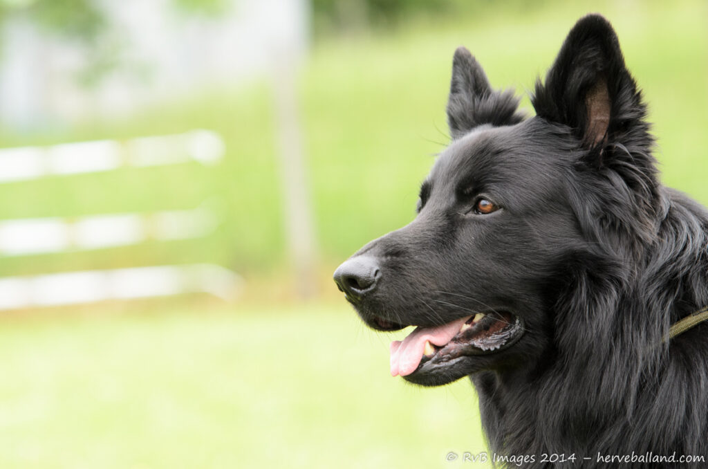 NE Boersch 2014-216