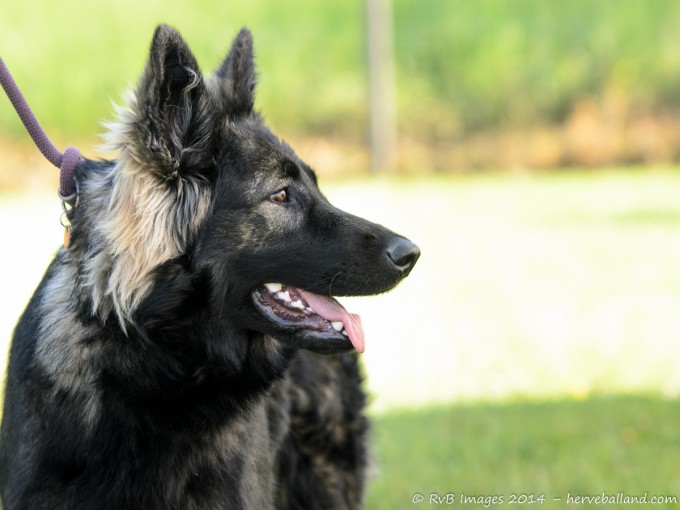 Classe puppy : Meilleure femelle