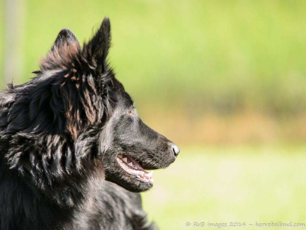 NE Boersch 2014-276