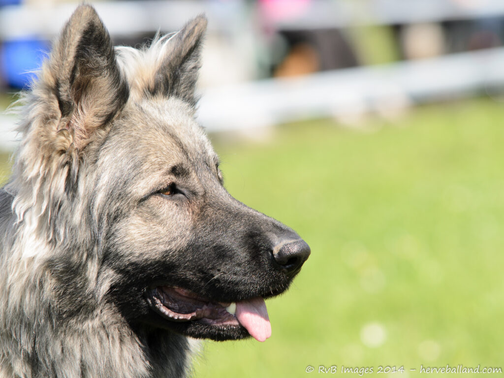 NE Boersch 2014-297