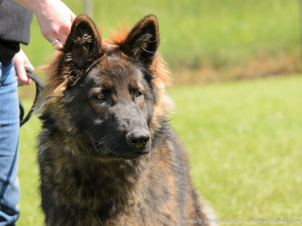 NE Boersch 2014-353