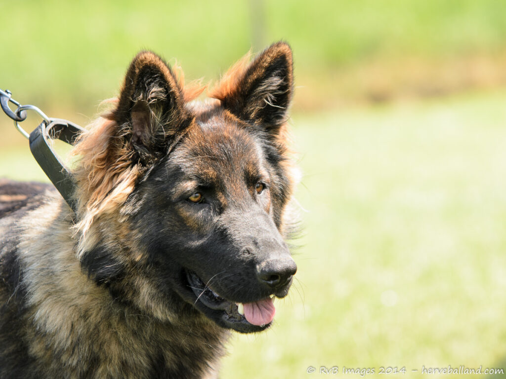 NE Boersch 2014-357
